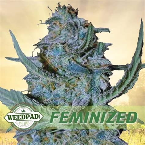 Blue Cheese Feminized Seeds Weedpad Unique Cannabis Seed Deals Every Day