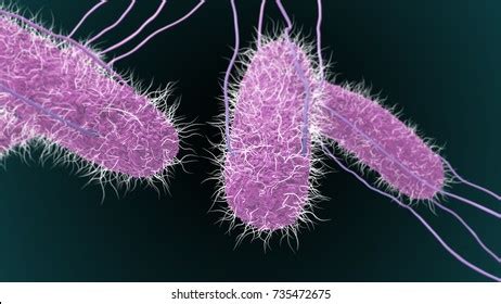 140 Salmonella Enterica Images, Stock Photos & Vectors | Shutterstock