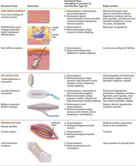 Peripheral Sensory Receptors Epidermis Sensory Dermis