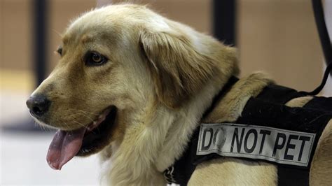 TSA seeks homes for dogs who flunked training or retired | Mashable