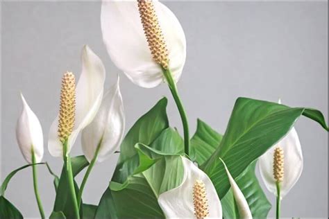 Peace Lily Pruning - When & How to Prune it? (Spathiphyllum)