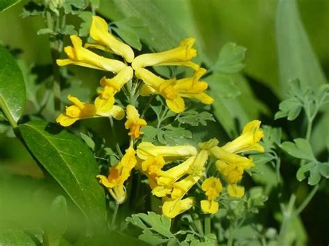 Fleurs Jaunes Vivaces Les Plus Belles Espèces Pour Décorer Le Jardin