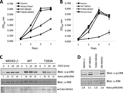 MEKK2 Expression Regulates ERK Phosphorylation And Proliferation A