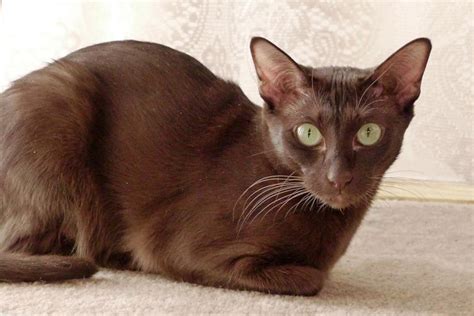 10 Russian Cat Breeds (with Pictures) | Pet Keen