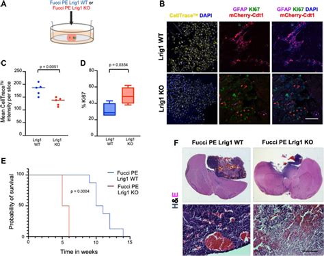 Frontiers Lrig Regulates The Balance Between Proliferation And