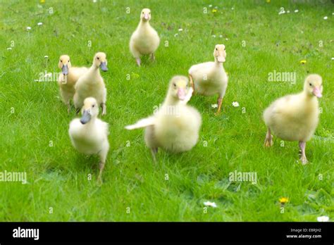 Pomeranian Goose Ruegener Goose Anser Anser F Domestica Goose And