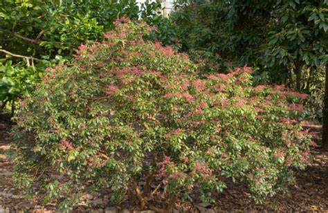 Pieris Japonica Care & Growing Tips | Horticulture.co.uk