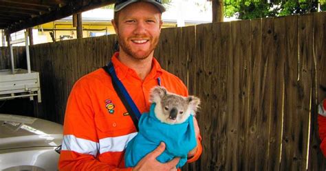 Three Central Queensland koalas need names | The Chronicle