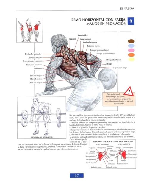 Guia De Los Movimientos De Musculacion Frederic Delavier Definitiva