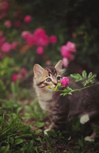 Cat Pink GIF - Cat Pink Flower - Discover & Share GIFs