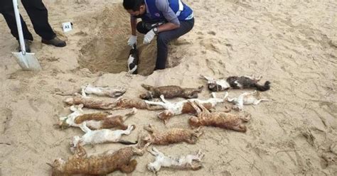 JPV Ambil Sampel Bangkai Kucing Analisis Di Makmal Berita Harian