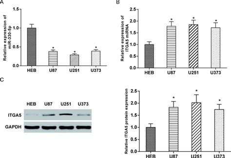 MiR 330 5p Suppresses Glioblastoma Cell Proliferation And Invasiveness