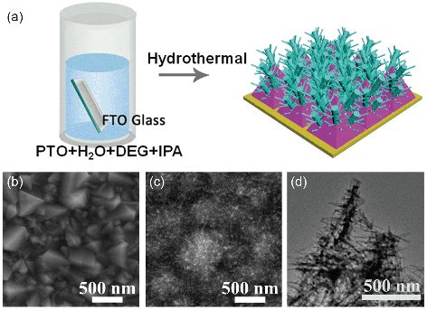 (a) Sketch of the one-step facile hydrothermal process to fabricate TiO ...