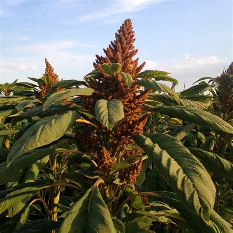 Giant Golden Amaranth Etsy