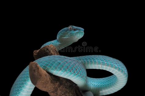 Blue Viper Snake On A Branch Viper Blue Insularis Trimeresurus