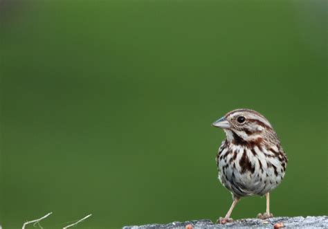 Little Sparrow Bird | Wildlife| Free Nature Pictures by ForestWander Nature Photography