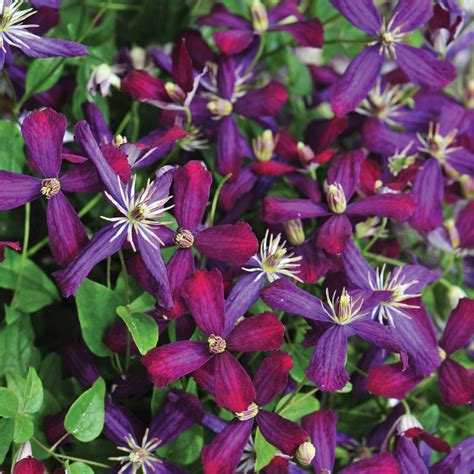 Proven Winners® Climbing Plants – Proven Winners Direct™