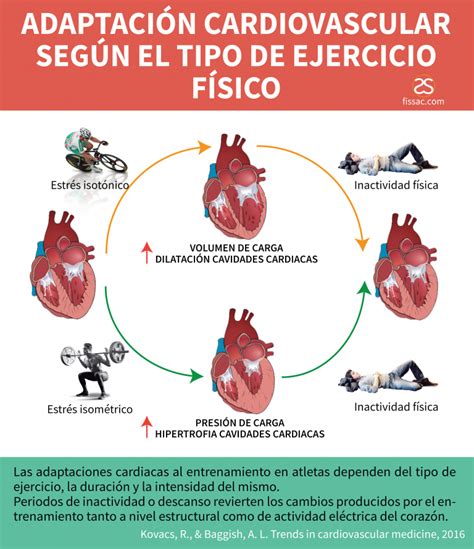 Adaptación Cardiovascular Según El Tipo De Ejercicio Físico