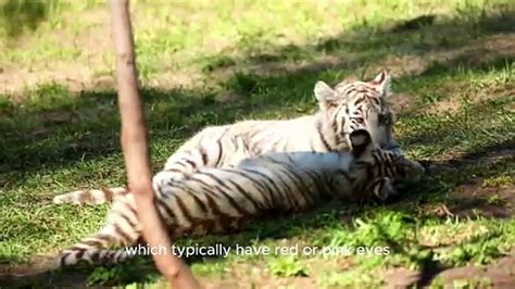 Interesting Facts About White Tigers Surprising Facts About White