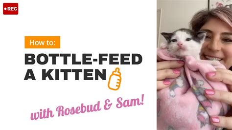 How To Bottle Feed A Baby Kitten Youtube