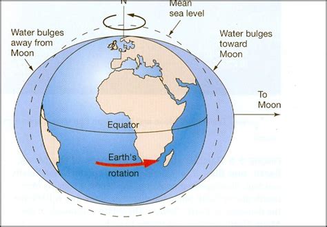 When the moon creates tides with gravity, why is there a budge on both sides and not just the ...