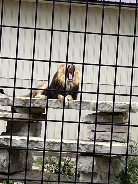 Male lion yawning at the Timbavati Wildlife Park. : r/pics