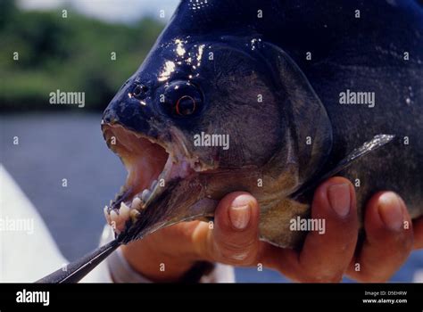 Angler showing the sharp teeth of a Black piranha (Serrasalmus rhombeus) from the Rio Negro ...