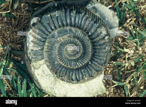 Fossil In Situ Hi Res Stock Photography And Images Alamy