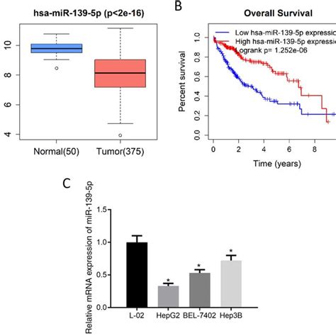 MiR 139 5p ENAH Suppresses Progression Of HCC Cells A The MRNA And