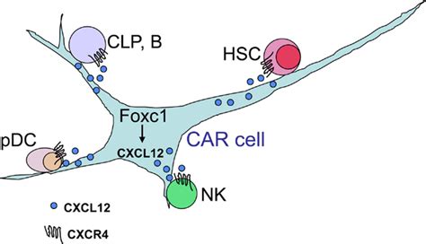 Frontiers CXCL12 SDF 1 And CXCR4 Immunology