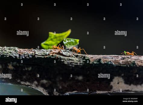 Ants are carrying on leaves Stock Photo - Alamy