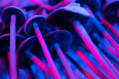 Funghi Magici E Co Cosa Dovresti Sapere Prima Di Mangiare E Acquistare