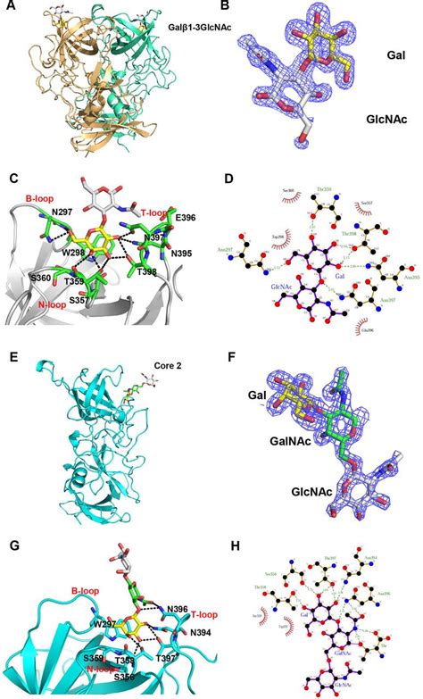 Gii 13 21 Noroviruses Recognize Glycans With A Terminal β Galactose Via