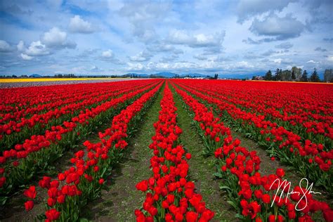 Skagit Valley Tulip Festival Skagit Valley Washington Mickey Shannon