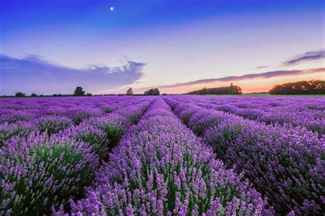 16 Ways To Use Lavender In And Around The Home Daily Read