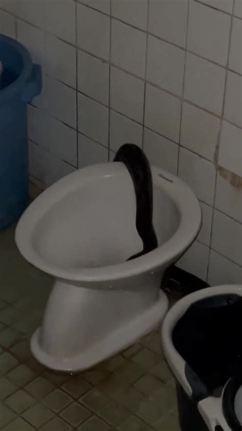 Massive Python Slithers Into Toilet