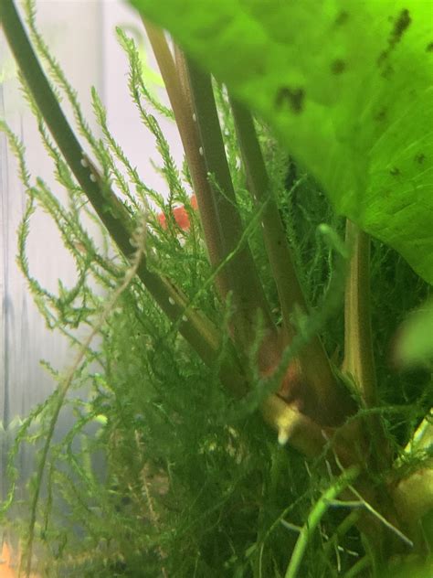 White Spots On Anubias Plant Stems R Aquariums