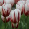 Tulipa Happy Generation Buy Plants At Coolplants