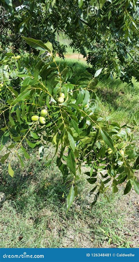 Texas Pecans On The Tree Nativo Imagen De Archivo Imagen De Tejas