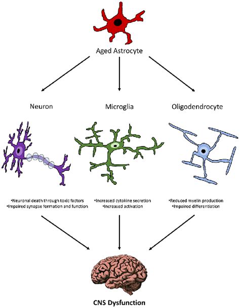 Schematic Representation Of The Relationship Between Aged Astrocytes