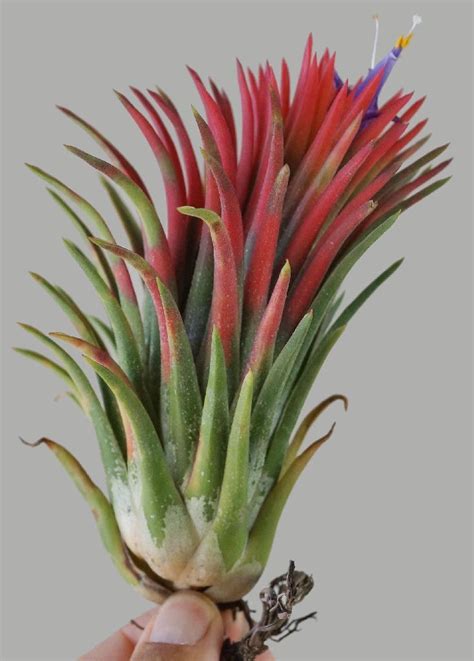 Bromeliads In Australia Tillandsia Ionantha Ionantha Tillandsia Planting Herbs