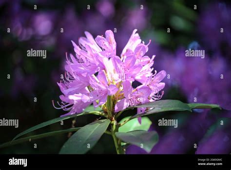 Rhododendron flowers in Spring Stock Photo - Alamy