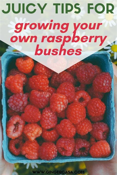 Juicy Tips For Growing Your Own Raspberry Bushes Ginger Casa