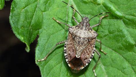 Stink Bugs: A Widespread Orchard Pest – Philadelphia Orchard Project