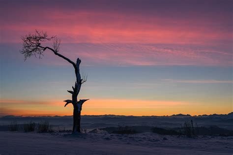 Morgenstimmung Baum Winter Kostenloses Foto Auf Pixabay Pixabay