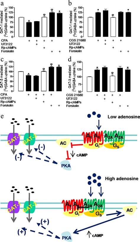 Modulation Of Gaba Transport By Adenosine A1ra2ar Heteromers Which Are Coupled To Both Gs And