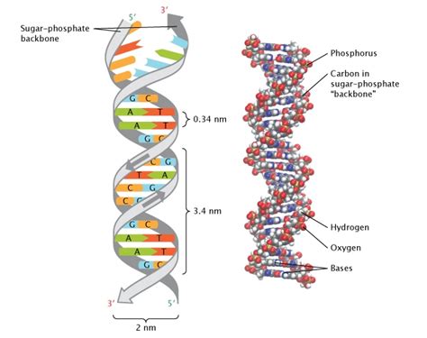 Dna Ladder Drawing at PaintingValley.com | Explore collection of Dna Ladder Drawing