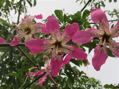 Silk Floss Tree From Jardim Morada Do Sol Indaiatuba Sp Brasil On