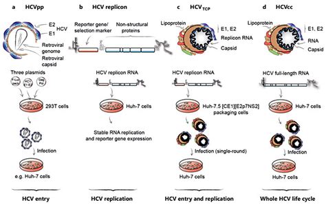 Important HCV Cell Culture Systems Cell Based HCV Infection And