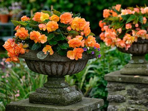 How To Keep Begonias Blooming